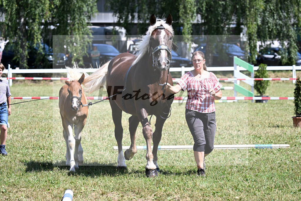 Kat-Nr. 13 SF v. Valegro x Veitel_Lamecker_22250269 | hf-fotografie - Realizzato con Pictrs.com