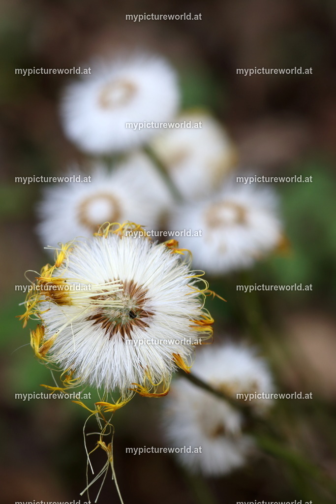Huflattich-008 | Das Bilderarchiv über Tiere, Planzen und Landschaften. In der Bilddatenbank finden Sie ein große Auswahl an hochwertigen Bilder für Ihre Werbung - Realized with Pictrs.com