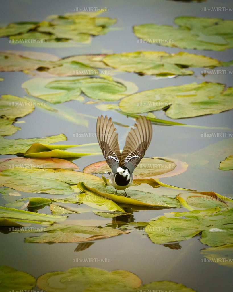 allesWIRTHwild.de - 7IV01284 | Entdecke die faszinierende Welt der Natur- und Wildlife-Fotografie von Daniel und Bärbel. Inspirierende Bilder von wilden Tieren und kleinen Naturwundern.