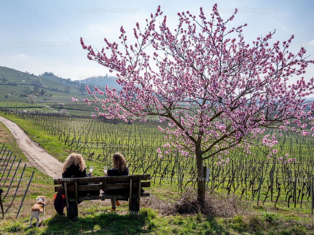 mandelbluete-bergstrasse-weinberge-bensheim-heppenheim-fruehling-Ruhebank-Fotografie-Thomas-Neu-8 | Die Mandelblüte an der Hessischen Bergstraße gehört zu den schönsten Frühlingsmomenten der Region. Ein blühender Mandelbaum steht oberhalb der Weinberge zwischen Bensheim und Heppenheim und bietet einen weiten Blick über die Rebenlandschaft.  Die Kombination aus blühenden Mandelbäumen, Weinbergen und der sanften Landschaft der Bergstraße macht diese Szene zu einem typischen Motiv des Frühlings in Südhessen.,Bild: Thomas Neu