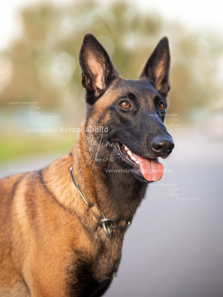 _16A0049-12 | Einzigartige Fotos von Hunden & Menschen –Actionfotos, Portraits, Vereinsaufnahmen & Paarshootings – authentisch, lebendig & mit Herz.