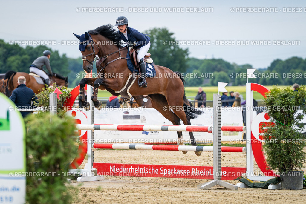 DSC04908 | Pferdegrafie