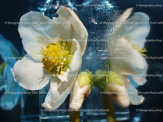 Blütentraum | Blume, Traum, exclusiv, titusgraphy - Realisiert mit Pictrs.com