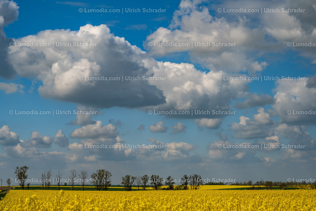 10049-13204 - Blühende Rapsfelder | Stockfoto und Bilderpool mit Bildmaterial aus Deutschland, dem Harz, Halberstadt, Quedlinburg, Wernigerode und weltweit. Qualitativ hochwertige und professionelle Fotos anschauen und kaufen. - Realisiert mit Pictrs.com