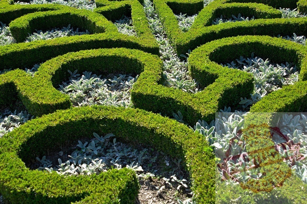 Intricate hedge maze creating a captivating geometric pattern in a formal garden | Meticulously trimmed hedges form an elaborate maze-like design in a well-maintained garden, showcasing the art of topiary - Realisiert mit Pictrs.com