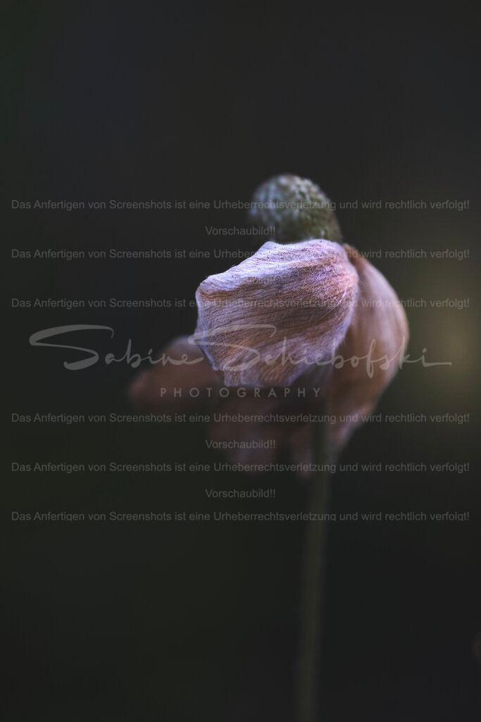 Anemone_29.05.2026_DSCF4026 | Exklusive Naturfotografie für stilvolle Wanddekoration ★ Premium Wandbilder Made in Germany ✔️ FineArt Drucke & Downloads ✔️ Brillante Farben, höchste Qualität & weltweiter Versand ✔️ - Realisiert mit Pictrs.com