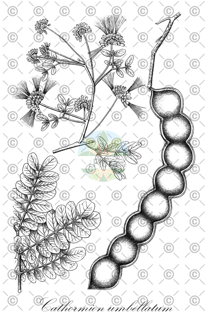 HistAbb_wfo-0000819887_1_ENZY_Simple | Historische Abbildung von Cathormion umbellatum - Fabaceae | Historical Illustration of Cathormion umbellatum - Fabaceae