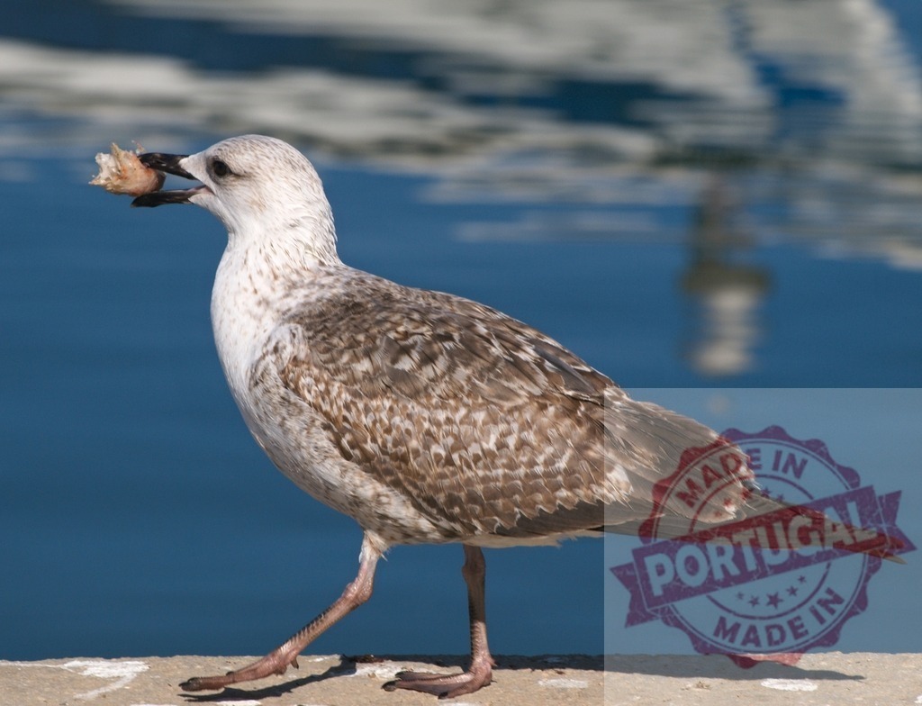 Seagull juvenile walking along water eating bread | Juvenile seagull walking on concrete ledge holding bread in beak near water - Realized with Pictrs.com