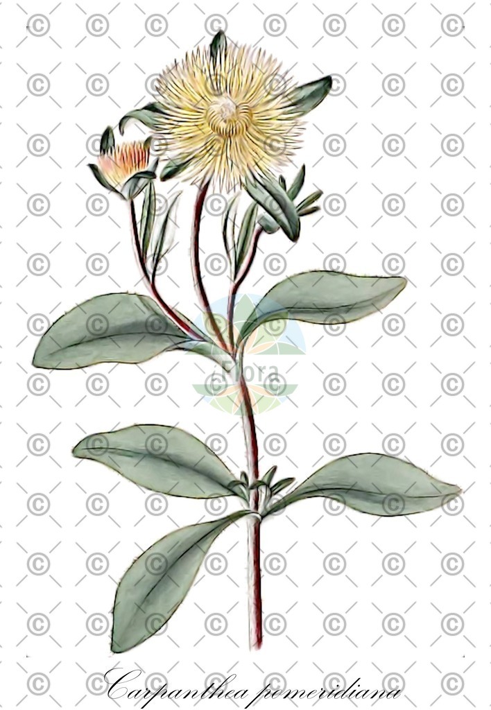 HistAbb_wfo-0000588250_1_ENZY_Simple | Historische Abbildung von Carpanthea pomeridiana - Aizoaceae | Historical Illustration of Carpanthea pomeridiana - Aizoaceae