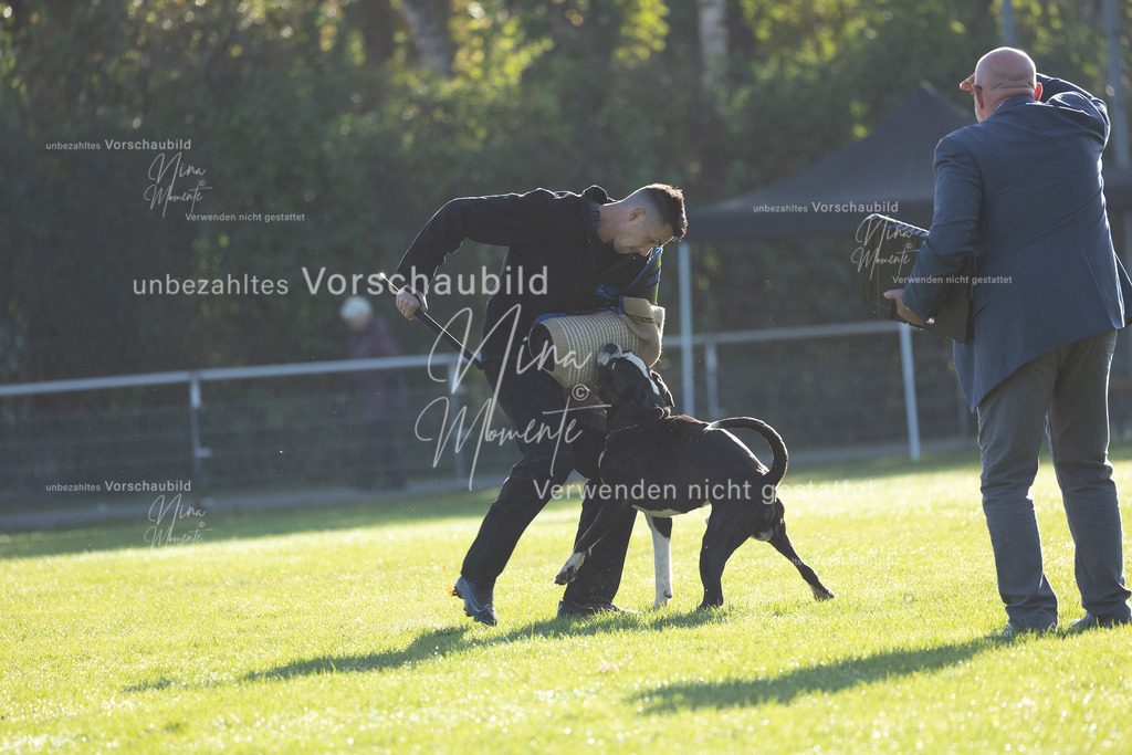 _16A6304 | Einzigartige Fotos von Hunden & Menschen –Actionfotos, Portraits, Vereinsaufnahmen & Paarshootings – authentisch, lebendig & mit Herz.