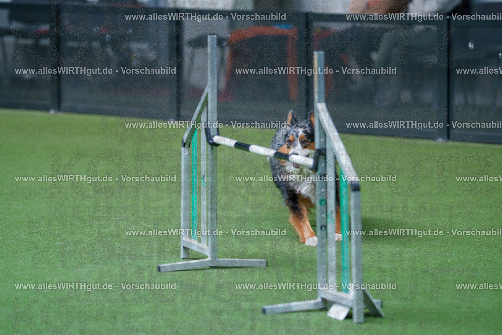 @allesWIRTHgut_Tierfotografie - www.allesWIRTHgut.de - 2604251545-7R506096 | Professionelle Tierfotografie in Mönchengladbach von Daniel Wirth (allesWIRTHgut). Liebevolle & natürliche Bilder von Hunden & Katzen für unvergessliche Erinnerungen.