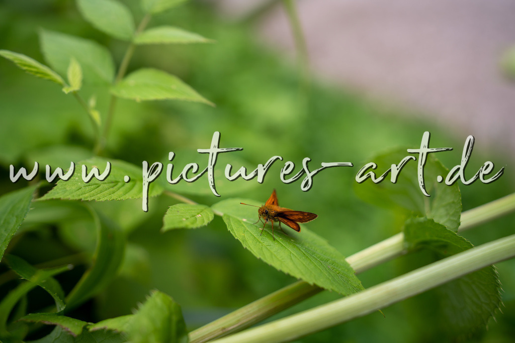 DSC09827 | pictures-art.de