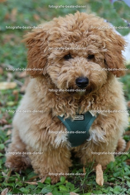 1P8A0603 | Fotografie, Tiere, Hunde, Katzen, Pferde, Sportfotografie, Fotosession, Tierfotografie, Turnierfotografie, Fotografin, Fotograf - Realisiert mit Pictrs.com