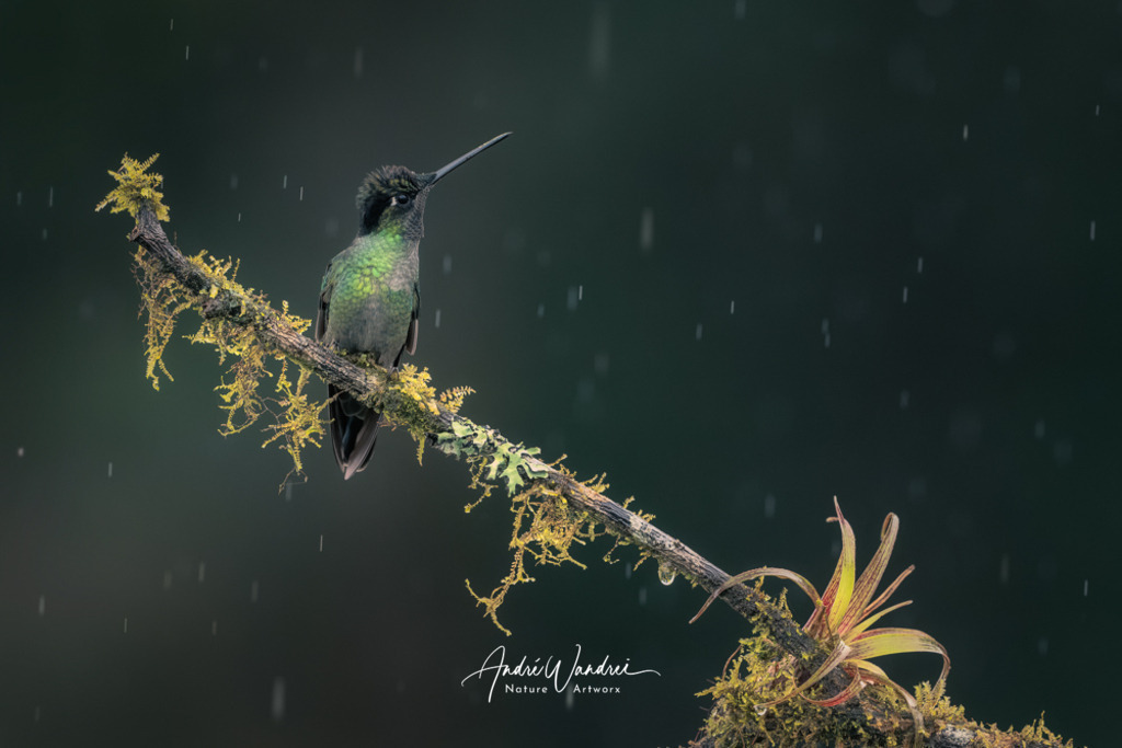 Lichtfänger | Andre Wandrei - Nature Artworx - Realisiert mit Pictrs.com