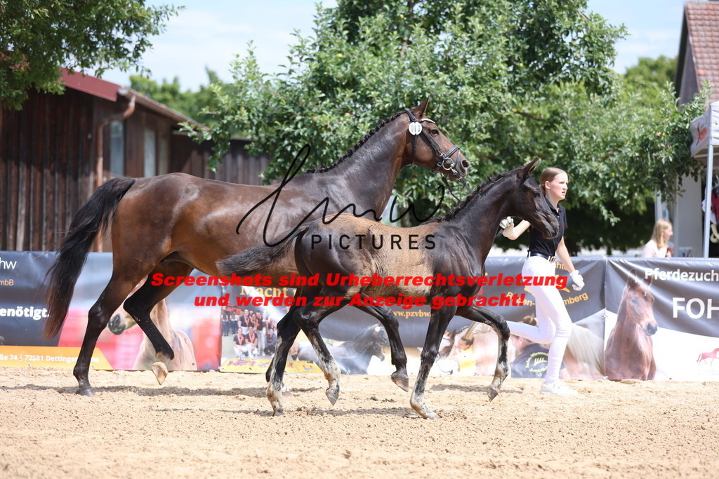 Fohlenschau_Schwäbisch_Hall_dressurbetonte_Fohlen_KN 10_6 | lmwpictures - Realisiert mit Pictrs.com