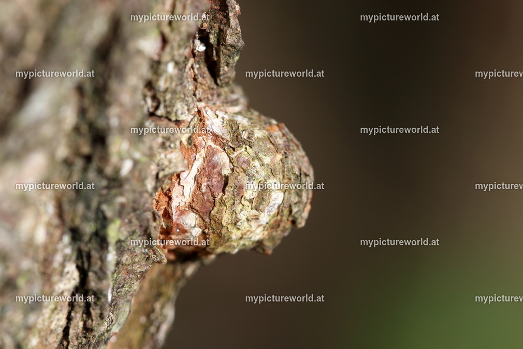 Schwarz-Erle-010 | Baumperle - Realized with Pictrs.com