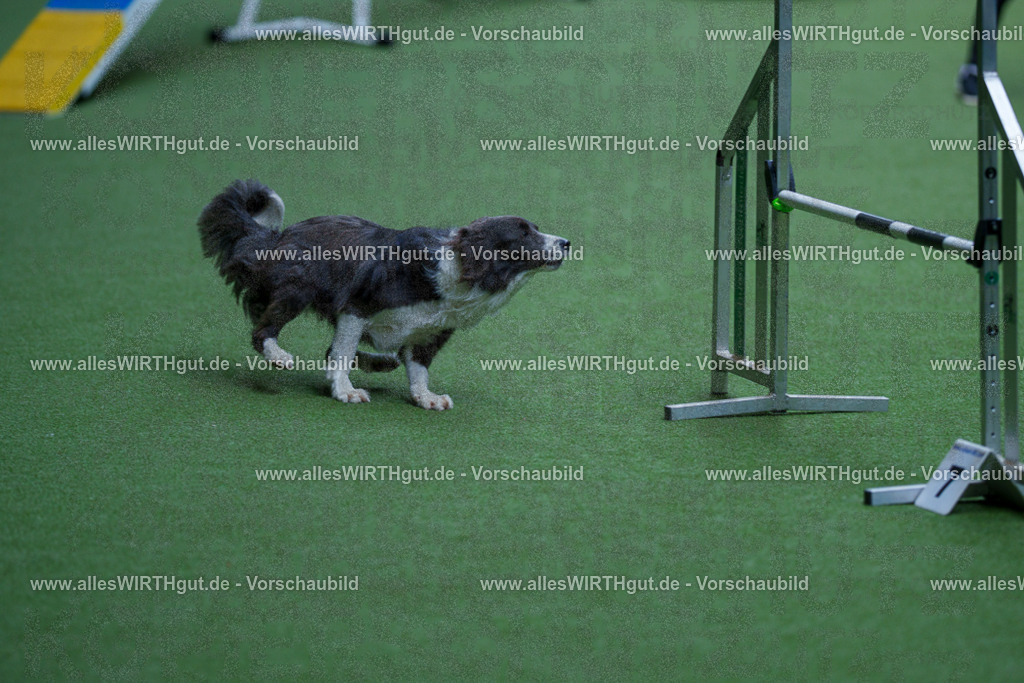 @allesWIRTHgut_Tierfotografie - www.allesWIRTHgut.de - 2604261121-7R509680 | Professionelle Tierfotografie in Mönchengladbach von Daniel Wirth (allesWIRTHgut). Liebevolle & natürliche Bilder von Hunden & Katzen für unvergessliche Erinnerungen.