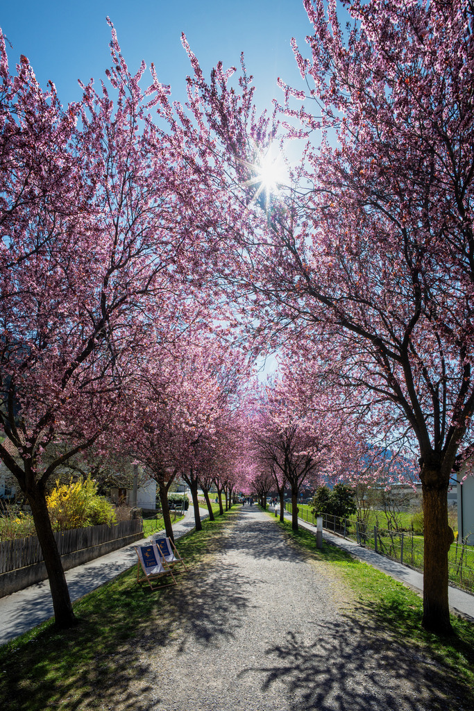 Zams | Blutpflaumenallee in Zams