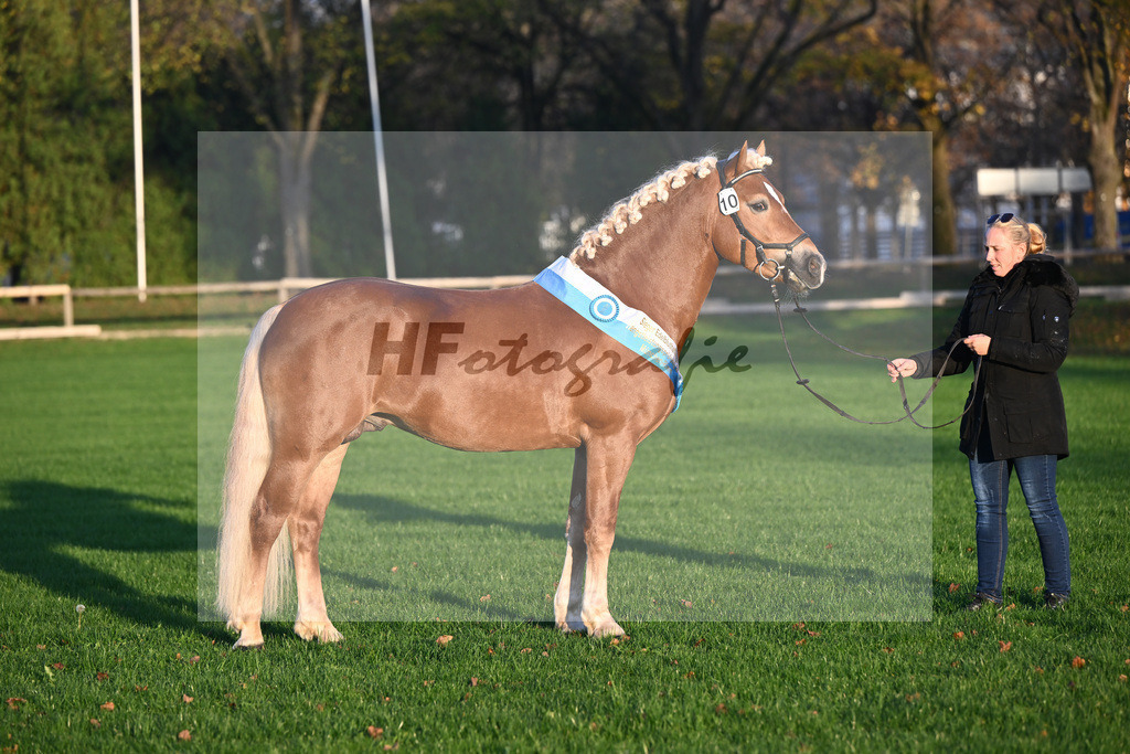 Kat-Nr. 10 Napoleon Bonaparte_Blum_44241228 | hf-fotografie - Realisiert mit Pictrs.com