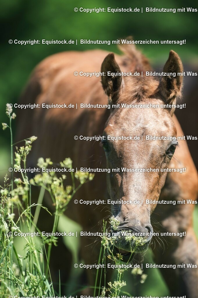 20210617_Fohlen_0111 | Foto: Thomas Hartig