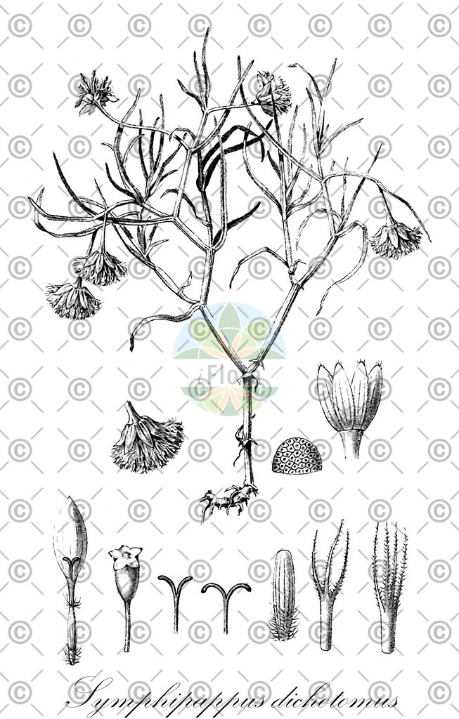 HistAbb_wfo-0001295858_1_ENZY_Simple | Historische Abbildung von Symphipappus dichotomus - | Historical Illustration of Symphipappus dichotomus - 