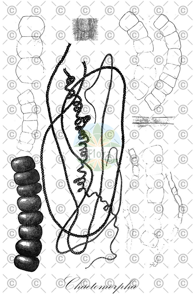 HistAbb_3LNB_5_ENZY_Simple | Historische Abbildung von Chaetomorpha - Cladophoraceae (0) | Historical Illustration of Chaetomorpha - Cladophoraceae (0)