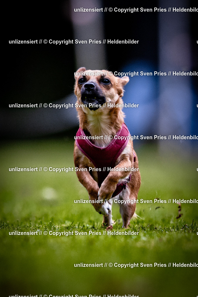 Sven Pries | 2025-10-03 - Hunderennen Obergrombach - Realisiert mit Pictrs.com