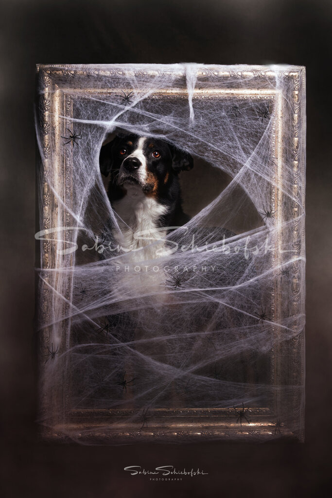 Happy Halloween | People- und Tierfotografie, Imageaufnahmen, Veranstaltungsfotografie und Wandbilder aus der Natur ★ Made in Germany ✔️ Druck + Downloads ✔️ Naturfotografie in Top Qualität ★ schneller Versand, weltweite Lieferung! - Realisiert mit Pictrs.com