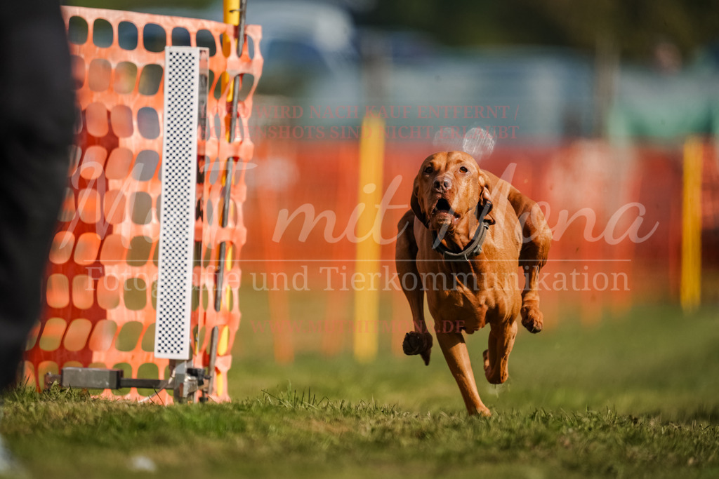 20250928_Hunderennen-169 | MuT (Mensch und Tier) mit Mona - Fotografie und Tierkommunikation - Realisiert mit Pictrs.com
