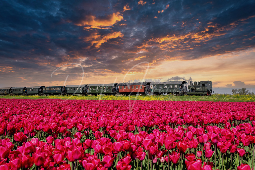 Nostalgiebahn | Die alte Museumsbahn Medemblik - Hoorn während der Tulpenblüte