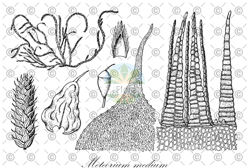 HistAbb_wfo-0000372418_1_ENZY_Simple | Historische Abbildung von Meteorium medium - Meteoriaceae | Historical Illustration of Meteorium medium - Meteoriaceae