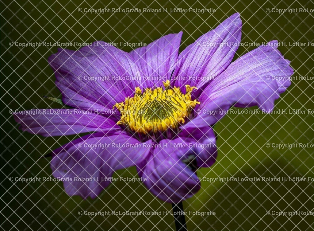 20251115-RLOL8344 | IPTC Infos - Realisiert mit Pictrs.com