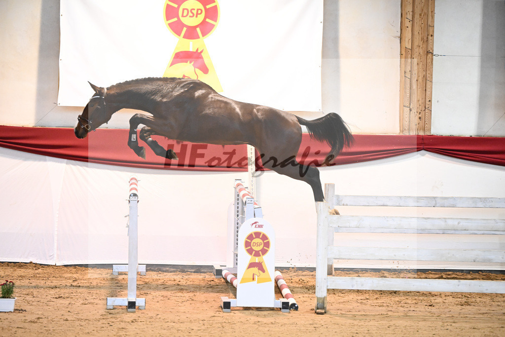 Kat-Nr. 1 Aganix Du Seigneur x Acorado_Unger_43231271 | hf-fotografie - Realisiert mit Pictrs.com