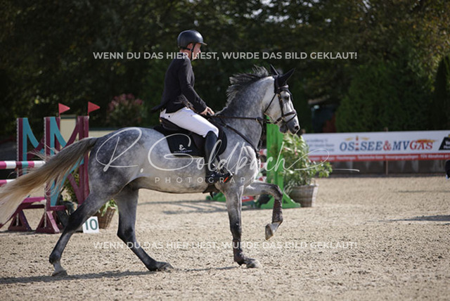 1J2A6246Klas-Kristoff Kudlinski_ Steendieks Dear Lenny_ Kn915_ Havekost | Foto- und Videografie für alles rund ums Pferd. Hochwertige Bilder und Videos vom Spring- und Dressurreiten, Voltigieren & mehr. Jetzt aktuelle Veranstaltungen und Preise im Shop ansehen. - Realisiert mit Pictrs.com