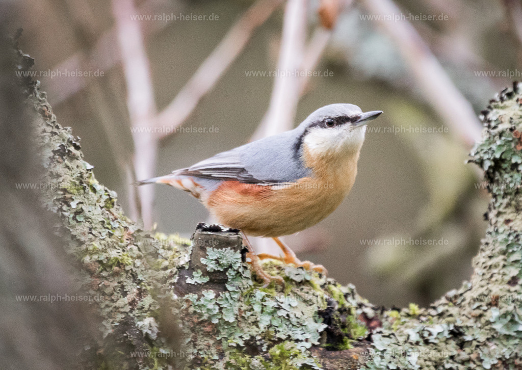 _56A0786 | Wandbilder, Bilder, Fotograf in Marburg, Tierbilder, Wandfotos, Bilder Shop, Günstige Bilder, Schwarz-Weiß Bilder, Ralph Heiser