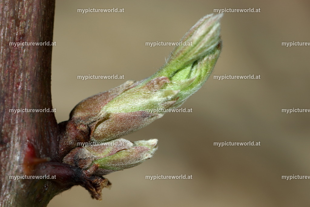 Brombeere-010 | Das Bilderarchiv über Tiere, Planzen und Landschaften. In der Bilddatenbank finden Sie ein große Auswahl an hochwertigen Bilder für Ihre Werbung - Realisiert mit Pictrs.com