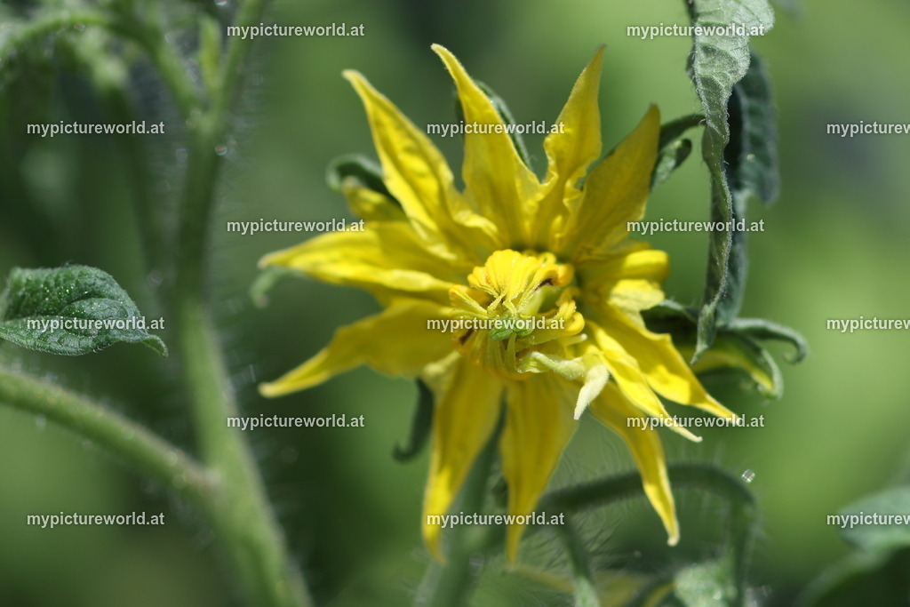 Tomate-009 | Das Bilderarchiv über Tiere, Planzen und Landschaften. In der Bilddatenbank finden Sie ein große Auswahl an hochwertigen Bilder für Ihre Werbung - Realisiert mit Pictrs.com
