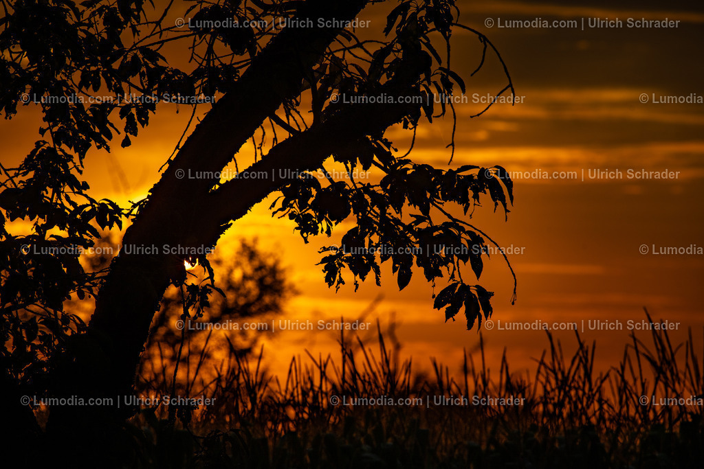10049-13011 - Sonnenaufgang | Stockfoto und Bilderpool mit Bildmaterial aus Deutschland, dem Harz, Halberstadt, Quedlinburg, Wernigerode und weltweit. Qualitativ hochwertige und professionelle Fotos anschauen und kaufen. - Realisiert mit Pictrs.com