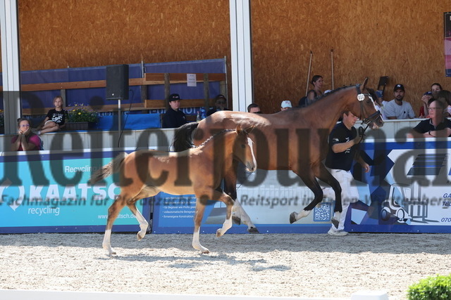 Gestüt_Birkhof_Fohlenchampionat_KN_04 (22) | Alle Fotos der Reiterjournal Fotografin Doris Matthaes im Reiterjournal Online-Fotoshop. - Realisiert mit Pictrs.com