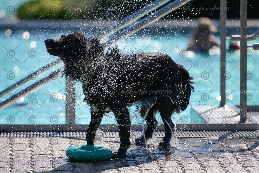 105_202509_4Hundebadetag_NZ9_2446 | proPHOTO - Realisiert mit Pictrs.com