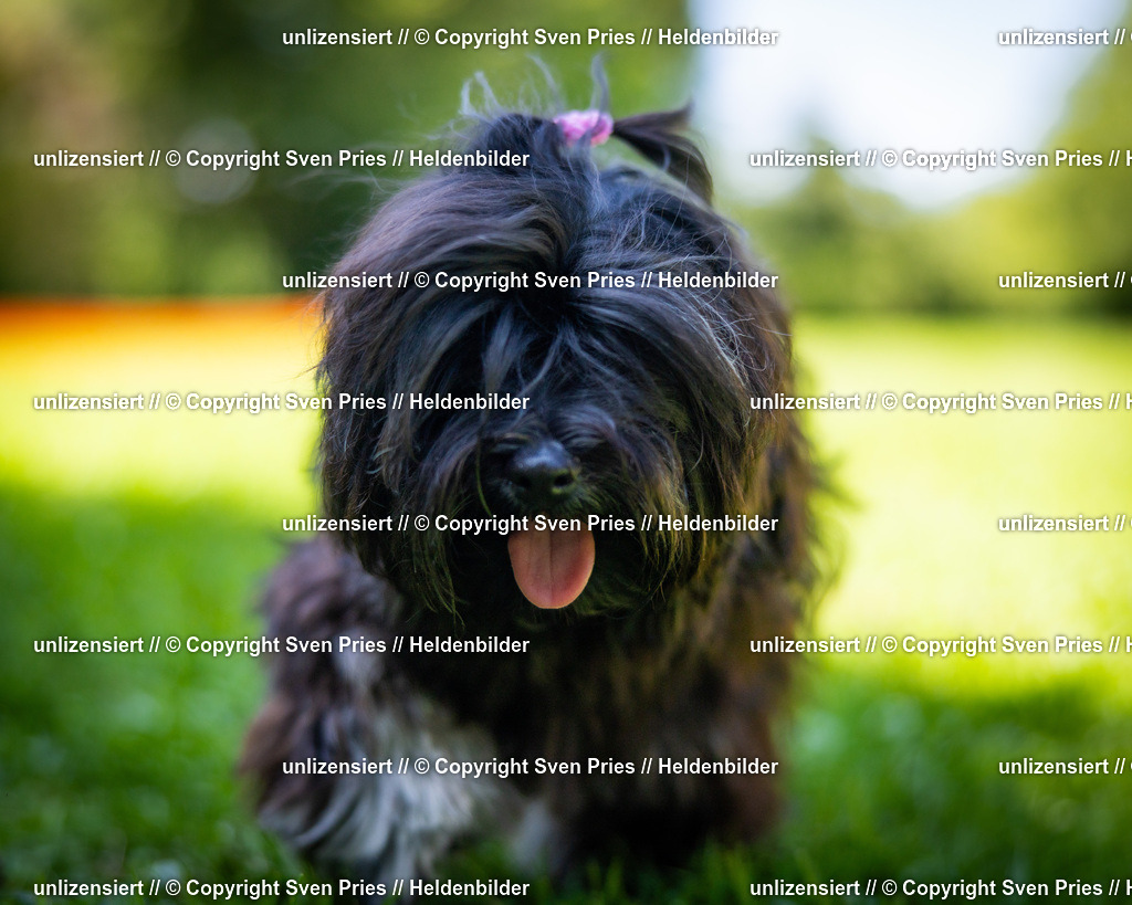 Sven Pries | 2025-08-10 - Hunderennen Durlach - Realisiert mit Pictrs.com