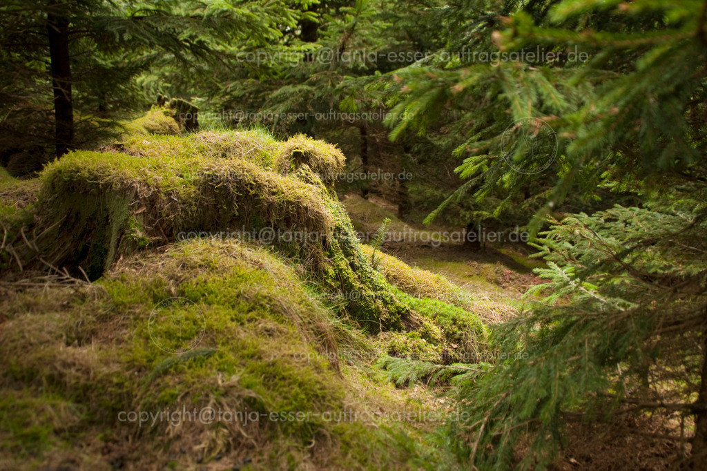 Lichtung im Wald mit weichem Moos  | In einem dichten Nadelwald ist eine kleine Lichtung. Moosüberwachsen steht ein Baumstumpf und bietet einen weichen Sitzplatz. Gesehen bei Altenbüren, Brilon.