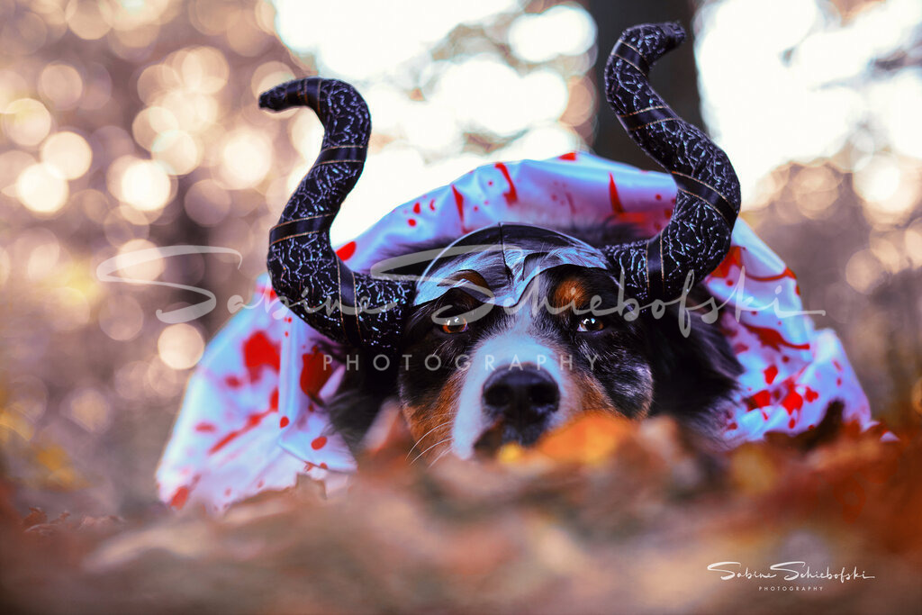 May-Halloween_29-10-24_DSCF8532 | People- und Tierfotografie, Imageaufnahmen, Veranstaltungsfotografie und Wandbilder aus der Natur ★ Made in Germany ✔️ Druck + Downloads ✔️ Naturfotografie in Top Qualität ★ schneller Versand, weltweite Lieferung! - Realisiert mit Pictrs.com