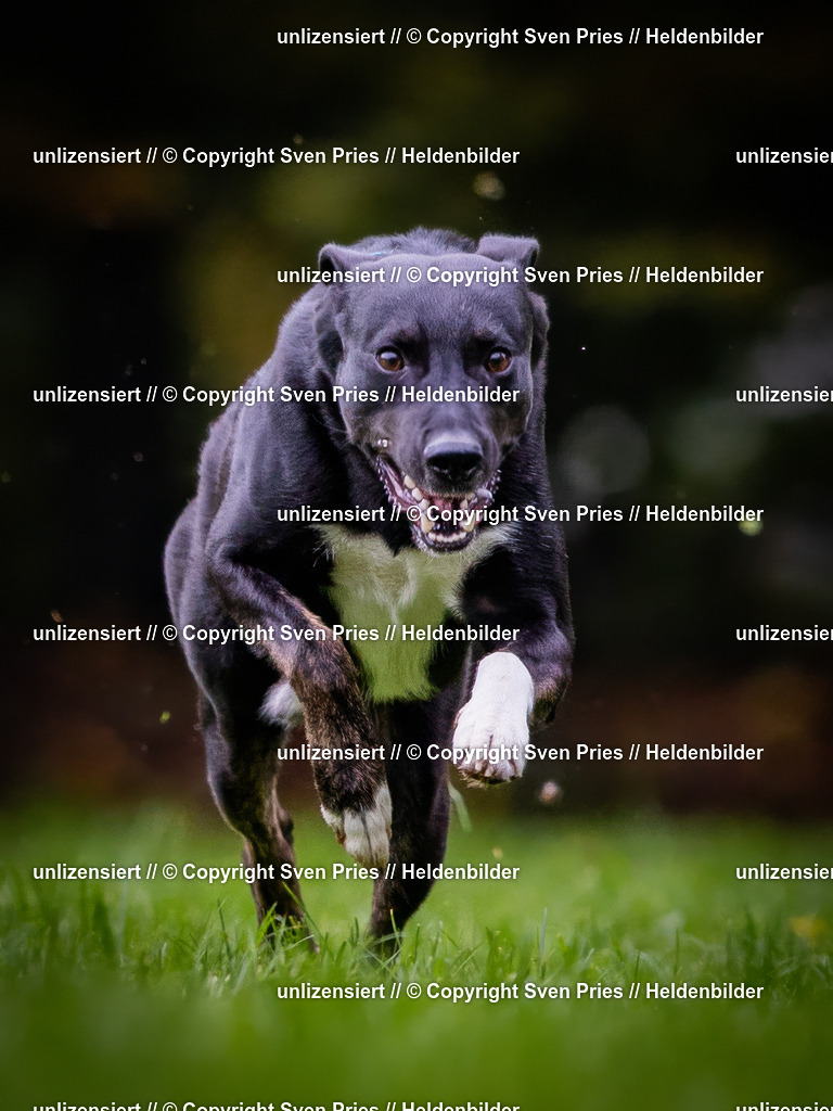 Sven Pries | 2024-10-19 - Hunderennen Ober-Grombach - Realisiert mit Pictrs.com