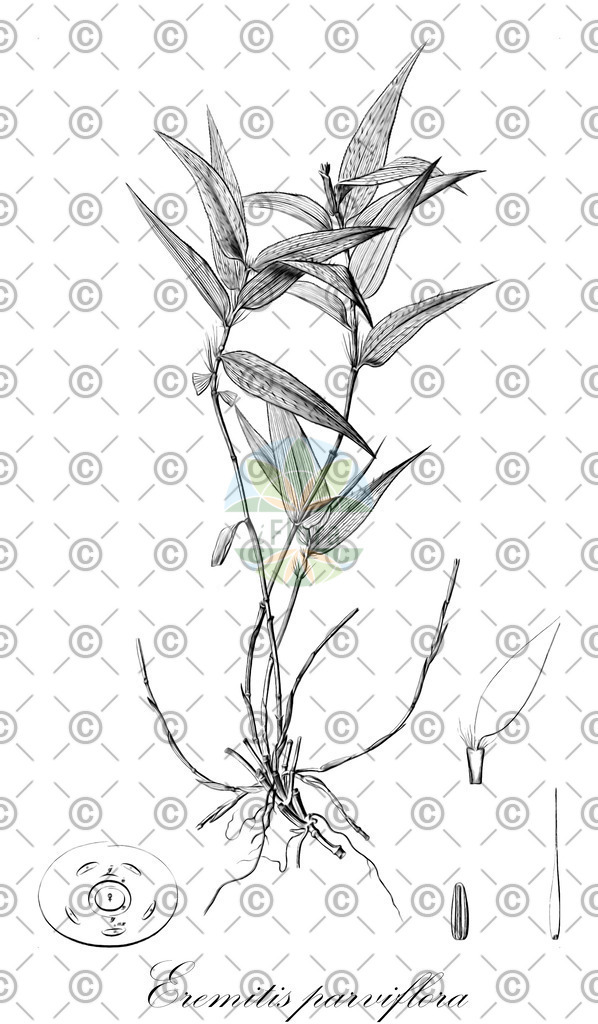 HistAbb_wfo-0000868678_1_ENZY_Simple | Historische Abbildung von Eremitis parviflora - Poaceae | Historical Illustration of Eremitis parviflora - Poaceae