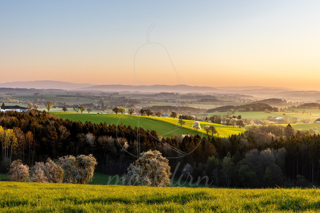 Die Morgensonne küsst die Blütenlandschaft | Wunderschönes Farbenspiel zwischen Purgstall und Scheibbs.

Bei Veröffentlichung des Bildes ist eine Namensnennung wie folgt erforderlich: 

Foto: Mostdirn Irmgard Wieser - Realisiert mit Pictrs.com