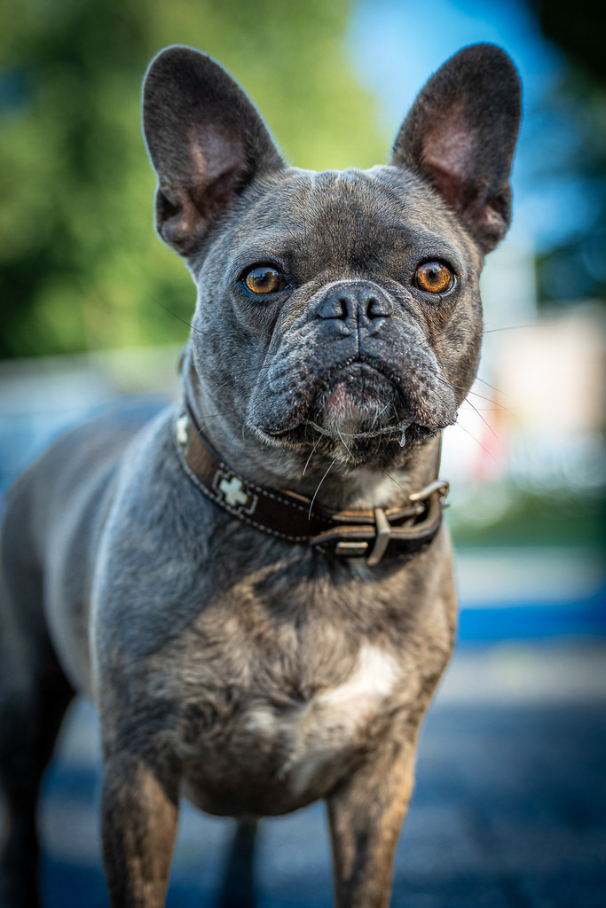 allesWIRTHgut Tierfotografie - 7IV05503 | Professionelle Tierfotografie in Mönchengladbach von Daniel Wirth (allesWIRTHgut). Liebevolle & natürliche Bilder von Hunden & Katzen für unvergessliche Erinnerungen.