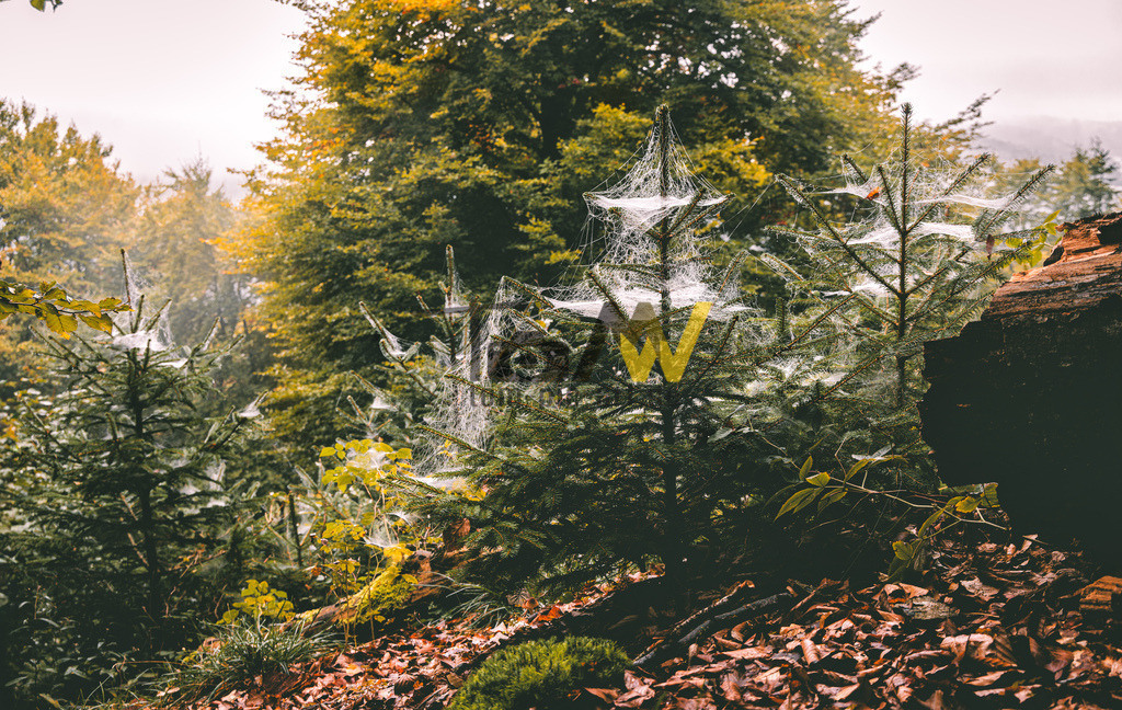 Spinnweben im feuchten Wald an jungen Nadelbäumen-Altmühltal | Das Bild zeigt mehrere junge Nadelbäume, die mit Spinnenweben bedeckt sind, wahrscheinlich am frühen Morgen, wenn Tau oder Nebel die feinen Fäden sichtbar macht. Spinnennetze sind Konstruktionen, die von Webspinnen hergestellt werden und hauptsächlich dem Beutefang dienen. Hier sind einige Details zu Spinnennetzen:Sie bestehen aus Spinnenseide, einer Flüssigkeit aus den Spinndrüsen der Spinne, die an der Luft zu reißfesten Fäden wird. Spinnen können verschiedene Arten von Fäden für unterschiedliche Zwecke herstellen, zum Beispiel für das Grundgerüst, die Befestigungspunkte oder die klebrige Spirale zum Fang von Beute.  - Realisiert mit Pictrs.com