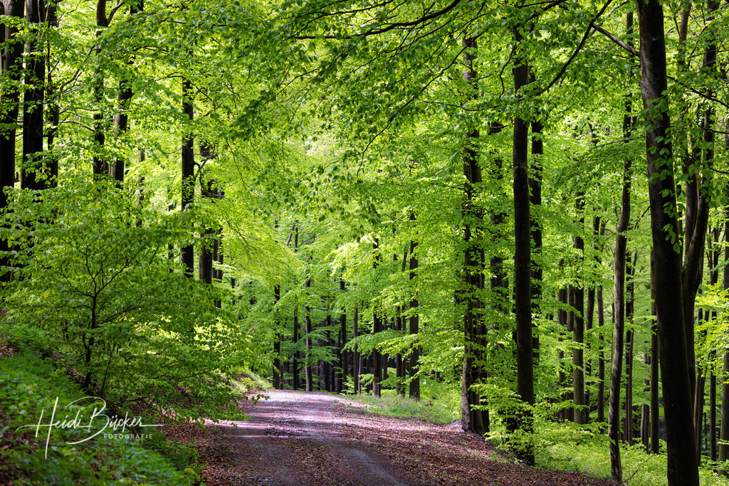 Buchenwald im Frühling | Buchenwald in frischem Grün im Frühling - Realisiert mit Pictrs.com