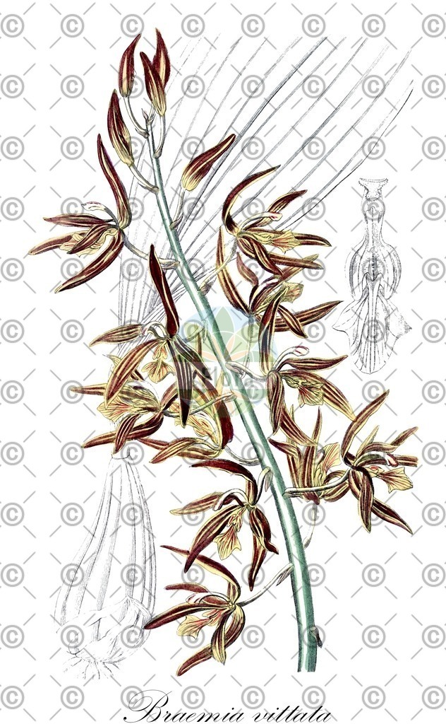 HistAbb_wfo-0000390644_1_ENZY_Simple | Historische Abbildung von Braemia vittata - Orchidaceae | Historical Illustration of Braemia vittata - Orchidaceae